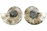 Cut & Polished Crystal-Filled Ammonite Fossil - Madagascar #364749-1